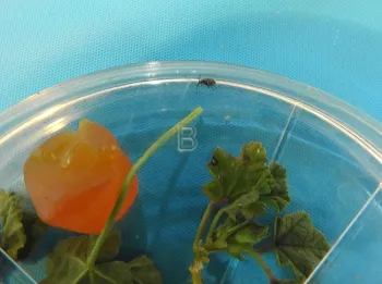 This is one of the insects that 6-year-old Brandon DeGroot collected and is caring for. (Photo by Kathy Keatley Garvey)