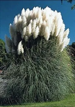 Ornamental pampas grass