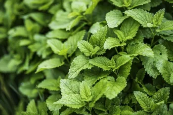 Lemon Balm is an attractive herb to have in a container.