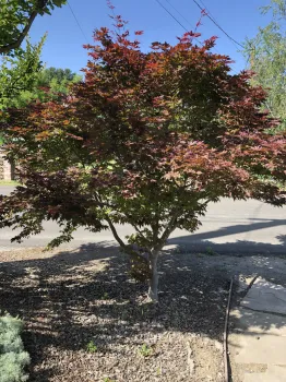 Japanese maple ‘Bloodgood' is a fine small tree for the landscape.