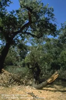 Large limb dropped from mature valley oak during summer, Jack Kelly Clark, UC IPM Program