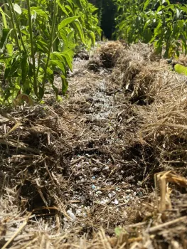 Band fertilizing uses a trench to distribute fertilizer to young plants, always follow the manufacturer's instructions. Photo credit: Lauren Snowden