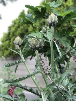 Artichokes in UC Master Gardener Donna Palmer's home vegetable garden located in San Bernardino County. Photo credit: Donna Palmer