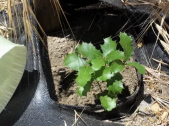 oakseedling