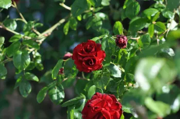 ©Public Domain - Roses are one of the many common plants that are salt sensitive