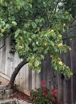 Prunus armeniaca. photo by Michelle Krespi