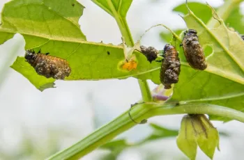 Larvae and eggs