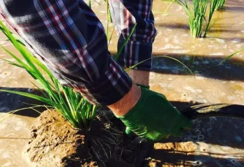 Los investigadores simularon condiciones de inundaciones y sequías prolongadas y observaron a las raíces responder. Fotografía por Julia Bailey-Serres/UC Riverside