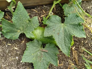 Cucumber