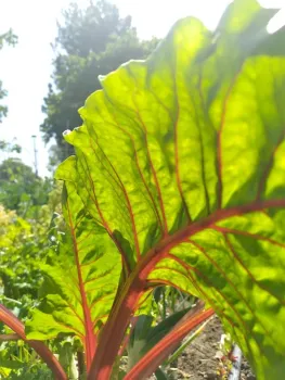 Chard in the Garden
