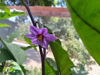 Eggplant flower