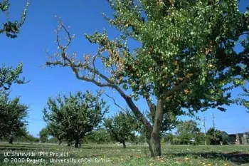 Apricot tree with branch killed by Eutypa