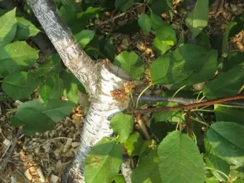 Oozing sap on Cherry tree from Eutypa infection