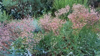 Red buckwheat (eriogonum grande v. rubescens), Jeanette Alosi