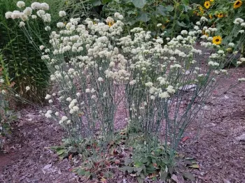 Naked buckwheat patch, Jeanette Alosi