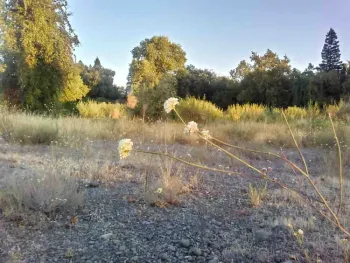 Buckwheat - E. nudum blooming at Verbena Fields in August. Laura Lukes