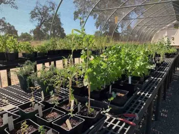 Propagated plants in the hoop house, Laura Kling