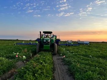 Watermelon harvesting
