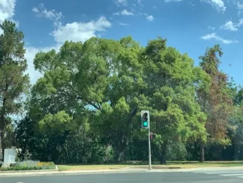 shade from one tree can reduce surface temperatures of urban hardscapes more than 60 degrees F