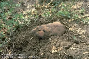Adult pocket gopher, Thomomys sp. Photo by Jack Kelly Clark.