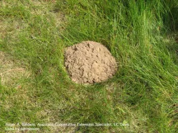 Circular mound of soil pushed out of burrow by a mole, Scapanus sp. Photo by Roger A Baldwin, Assistant Cooperative Extension Specialist, UC Davis.