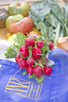 Photo of Radishes with ANR Logo