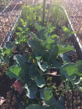 Broccoli in raised bed, Kim Schwind