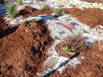 Fitting sheet mulching around existing plants, Eve Werner