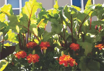 Beets and marigolds enjoy a sunny day