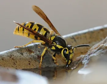 A Western yellowjacket, Vespula pensylvanica, sipping water at UC Davis. (Photo by Kathy Keatley Garvey)