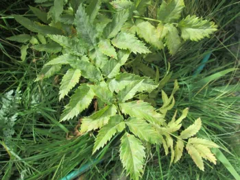 Water Hemlock foliage