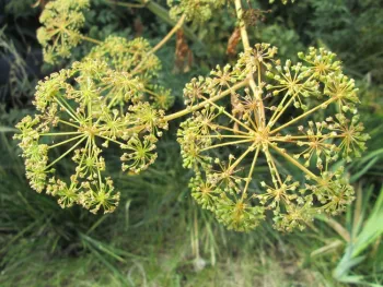 Water Hemlock umbels