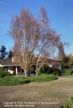 Brown dead leaves and branch dieback on European white birch, Betula pendula, experiencing prolonged, severe water deficit. Photo by L Costello, UCCE.