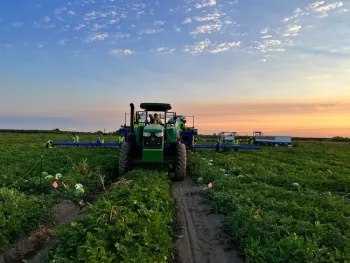 Mientras que las plantas de sandías no injertadas producen de dos a tres cosechas de sandías de alta calidad comercial, las plantas injertadas producen hasta siete u ocho cosechas durante una temporada de cosecha prolongada. Fotografía por Zhen Wang.