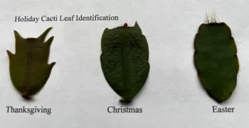 Leaf Identification