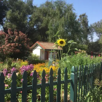 Cottage Garden photo credit P. Atkins