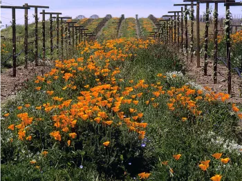 Poppies_ANR_Repository