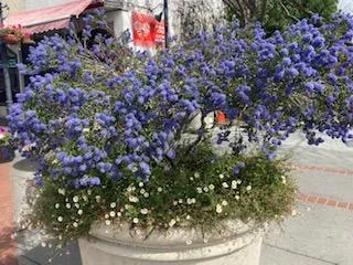 California Lilac (Ceanothus sp.) in a container