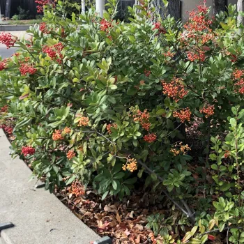 Toyon with berries