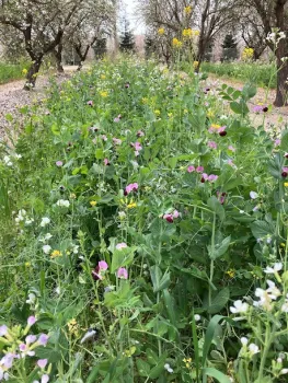 Apis M mix in Tulare after flood irrigating immediately postplanting. Photo by Vivian Wauters.