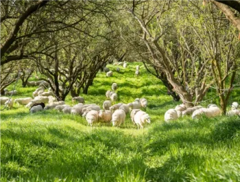 Burroughs Family Farm Small
