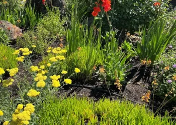 2022Q4 Feat2 perennials03