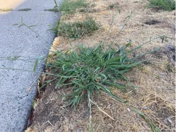 Mature dallisgrass plant, Paspalum dilatatum. [Credit: K Windbiel-Rojas]