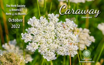 October 2022 HOM Caraway