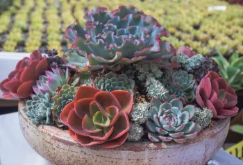 Light blue, pink, and reddish colored succulents that resemble flowers in a pot.
