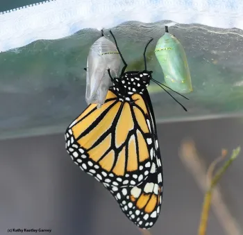 Bright orange and black monarch butterfly hatched out of its clear chrysalis, next to an jewel toned green and gold chrysalis that has not hatched.
