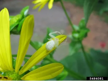 Crab spider on a flower