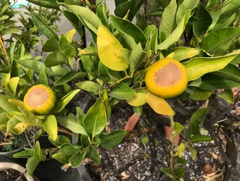 Sunscald fruit blood orange