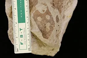 This fossil leaf from Wyoming's Hanna Basin, about 54 million years old, shows damage by insects. (Lauren Azevedo-Schmidt Photo)