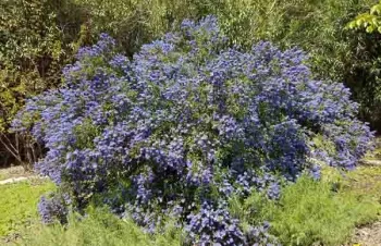 Ceanothus 'Concha', Jeanette Alosi
